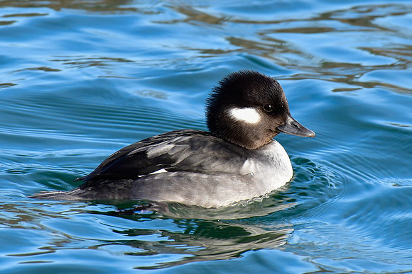 Bufflehead (female)
