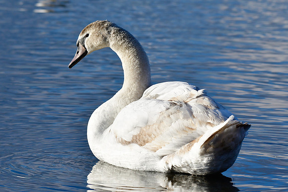 Mute swan (immature)