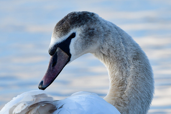 Mute swan (immature)