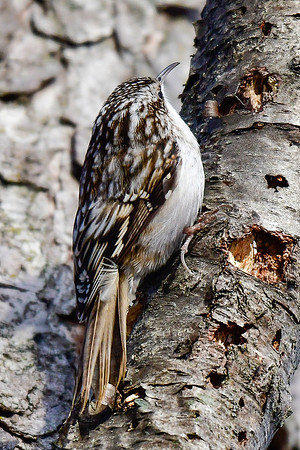 Brown creeper