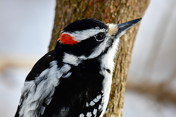 Hairy woodpecker (male)