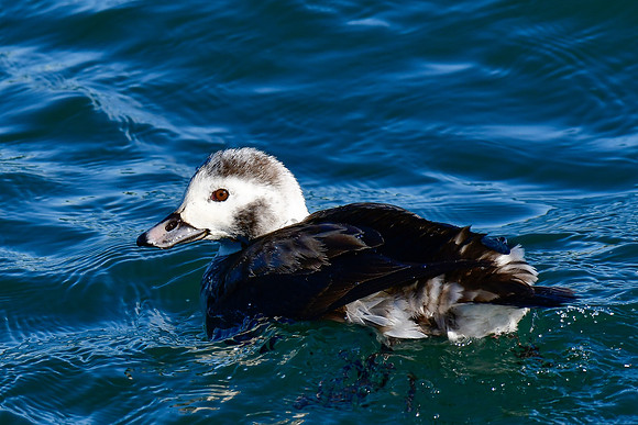 Long-tailed duck (female)