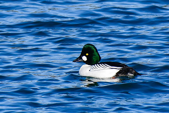 Common goldeneye (male)