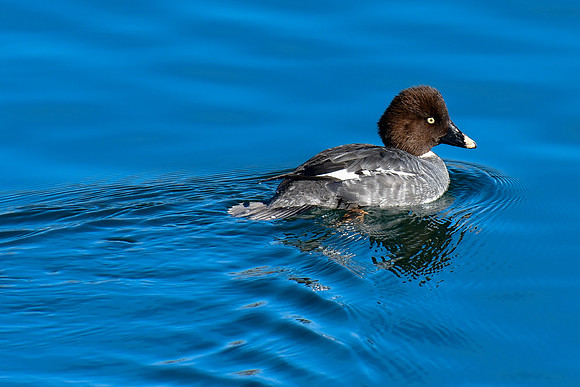 Common goldeneye (female)