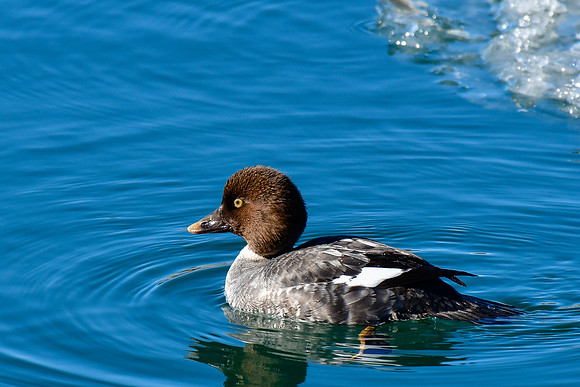 Common goldeneye (female)