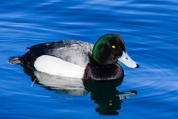 Greater scaup (male)