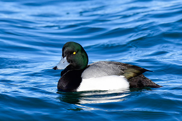 Greater scaup (male)