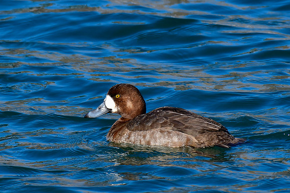 Greater scaup (female)