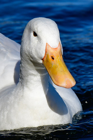 Pekin (a domesticated variety of mallard)