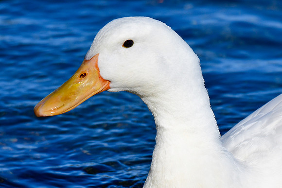 Pekin (a domesticated variety of mallard)