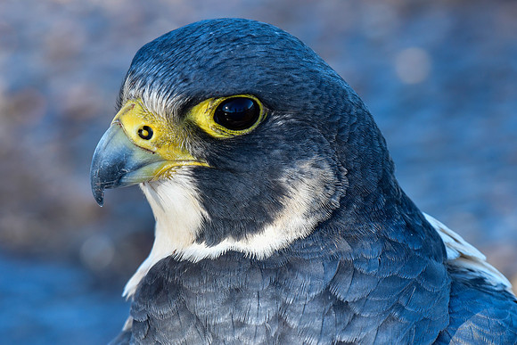 Peregrine falcon