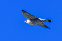 Peregrine falcon