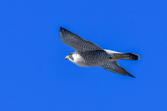 Peregrine falcon