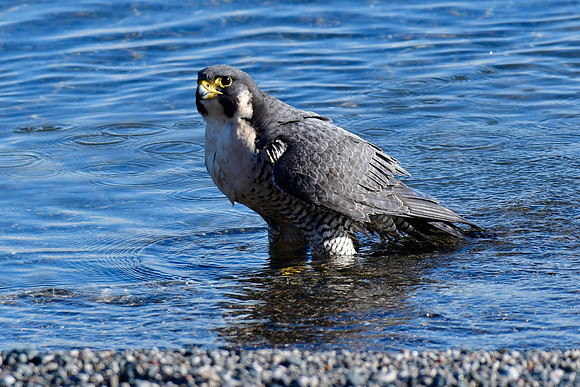 Peregrine falcon