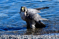 Peregrine falcon