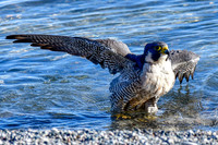 Peregrine falcon