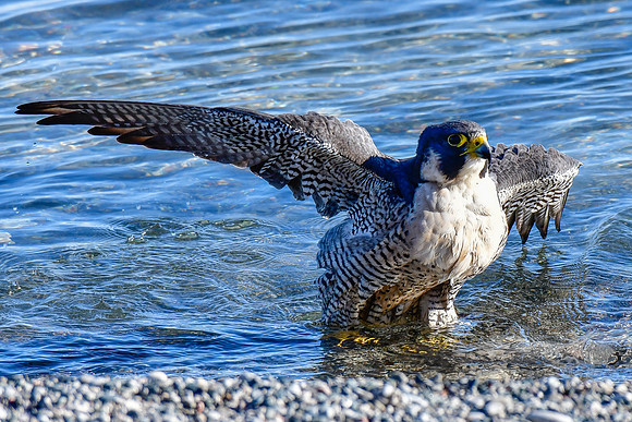 Peregrine falcon