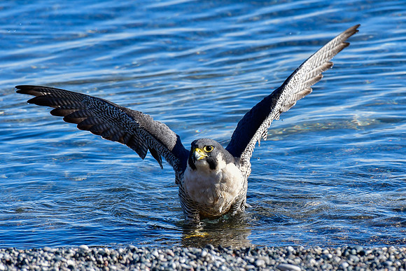 Peregrine falcon