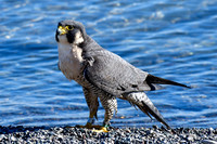 Peregrine falcon