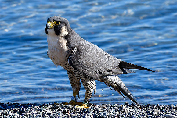Peregrine falcon