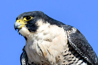 Peregrine falcon