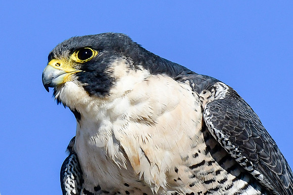 Peregrine falcon