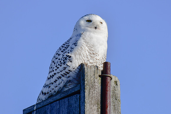 Snowy owl