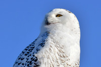 Snowy owl