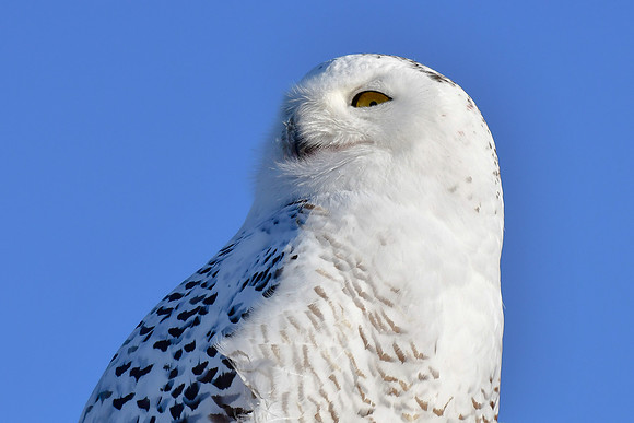 Snowy owl