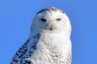 Snowy owl
