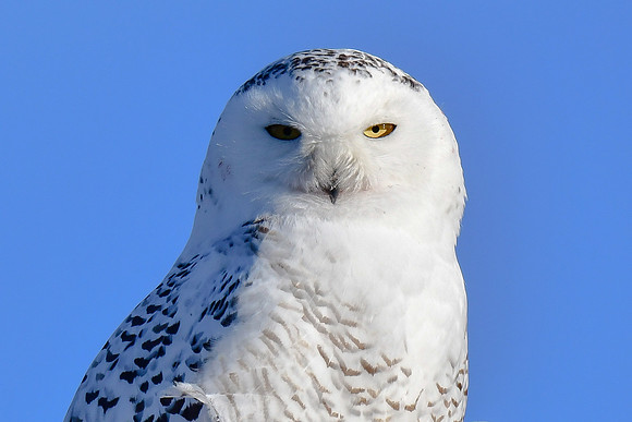 Snowy owl