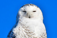 Snowy owl