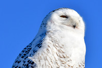 Snowy owl