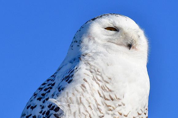 Snowy owl