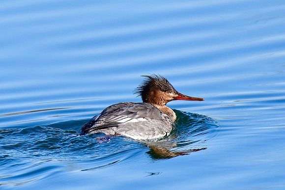 Red-breasted merganser (female)