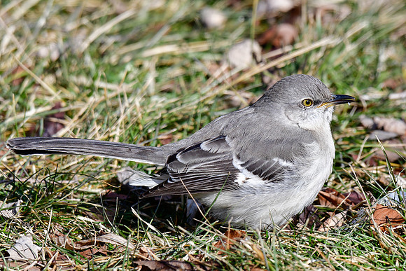 Northern mockingbird