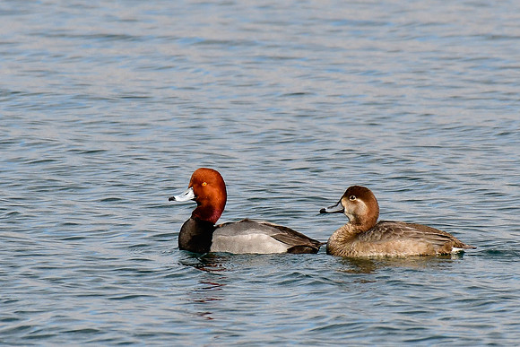 Redheads (male and female)