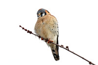 American kestrel