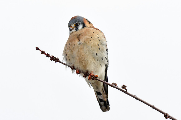 American kestrel