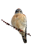American kestrel