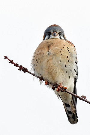 American kestrel
