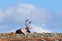 Woodland caribou, Mont Dos de Baleine, Parc de la Gaspésie