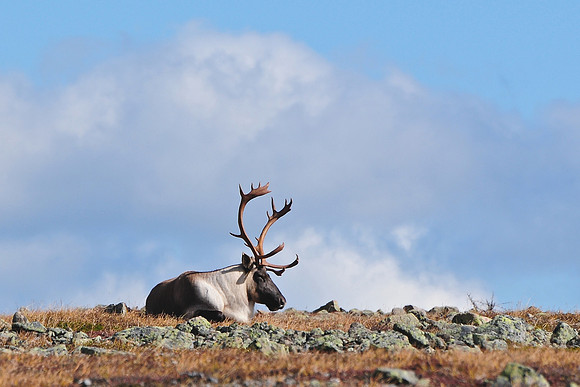 Woodland caribou, Mont Dos de Baleine, Parc de la Gaspésie