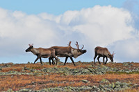 Woodland caribou, Mont Dos de Baleine, Parc de la Gaspésie