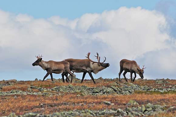 Woodland caribou, Mont Dos de Baleine, Parc de la Gaspésie