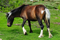 Wild horse, Lac de Nino