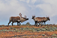 Woodland caribou, Mont Dos de Baleine, Parc de la Gaspésie