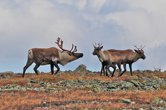 Woodland caribou, Mont Dos de Baleine, Parc de la Gaspésie