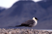 Long-tailed jaeger, Quttinirpaaq National Park
