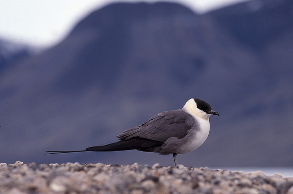 Long-tailed jaeger, Quttinirpaaq National Park